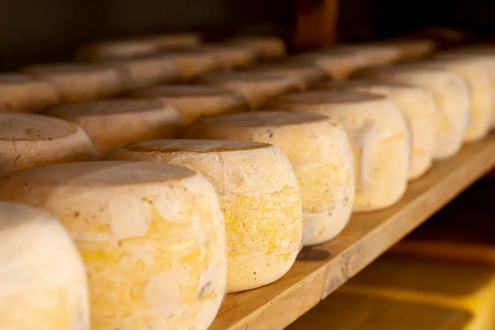 alcuno formaggi fermentati in un caseificio