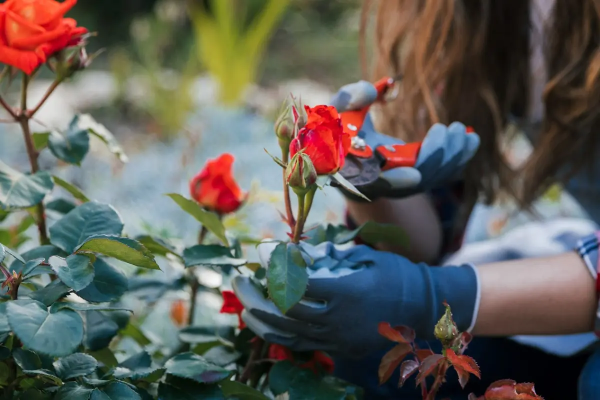 donna accosciata pota rose con delle pinze