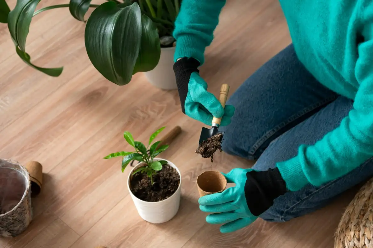 donna mentre concima una pianta con fondi di caffè