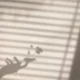 ombra di una mano con un fiore in mano su muro bianco