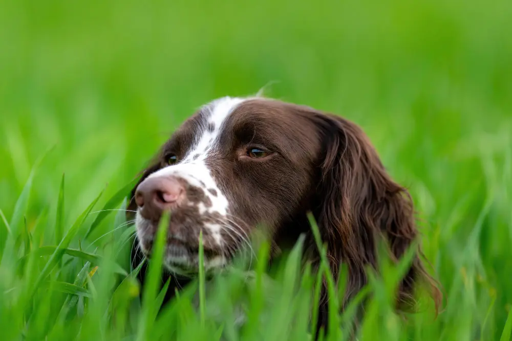 testa di cane da caccia appoggiato su erba verde