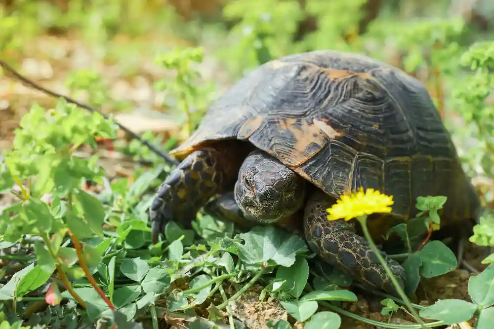 una tartaruga di terra cammina su prato con fiore giallo