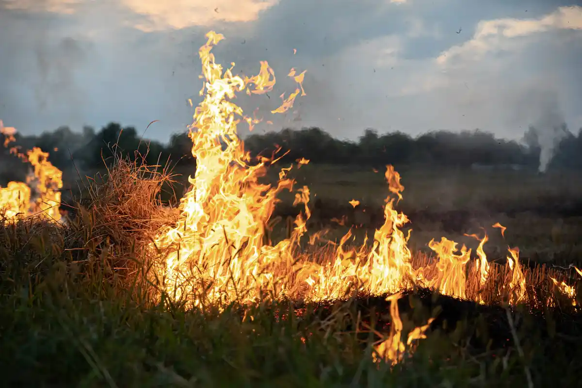fiamme divorano spazio verde in campagna