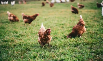 gruppo di galline su un prato verde