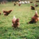 gruppo di galline su un prato verde