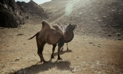 un cammello in un deserto roccioso