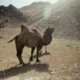 un cammello in un deserto roccioso