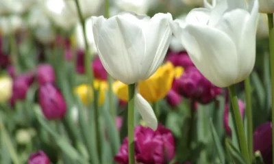 alcuni tulipani colorati fioriti