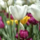alcuni tulipani colorati fioriti