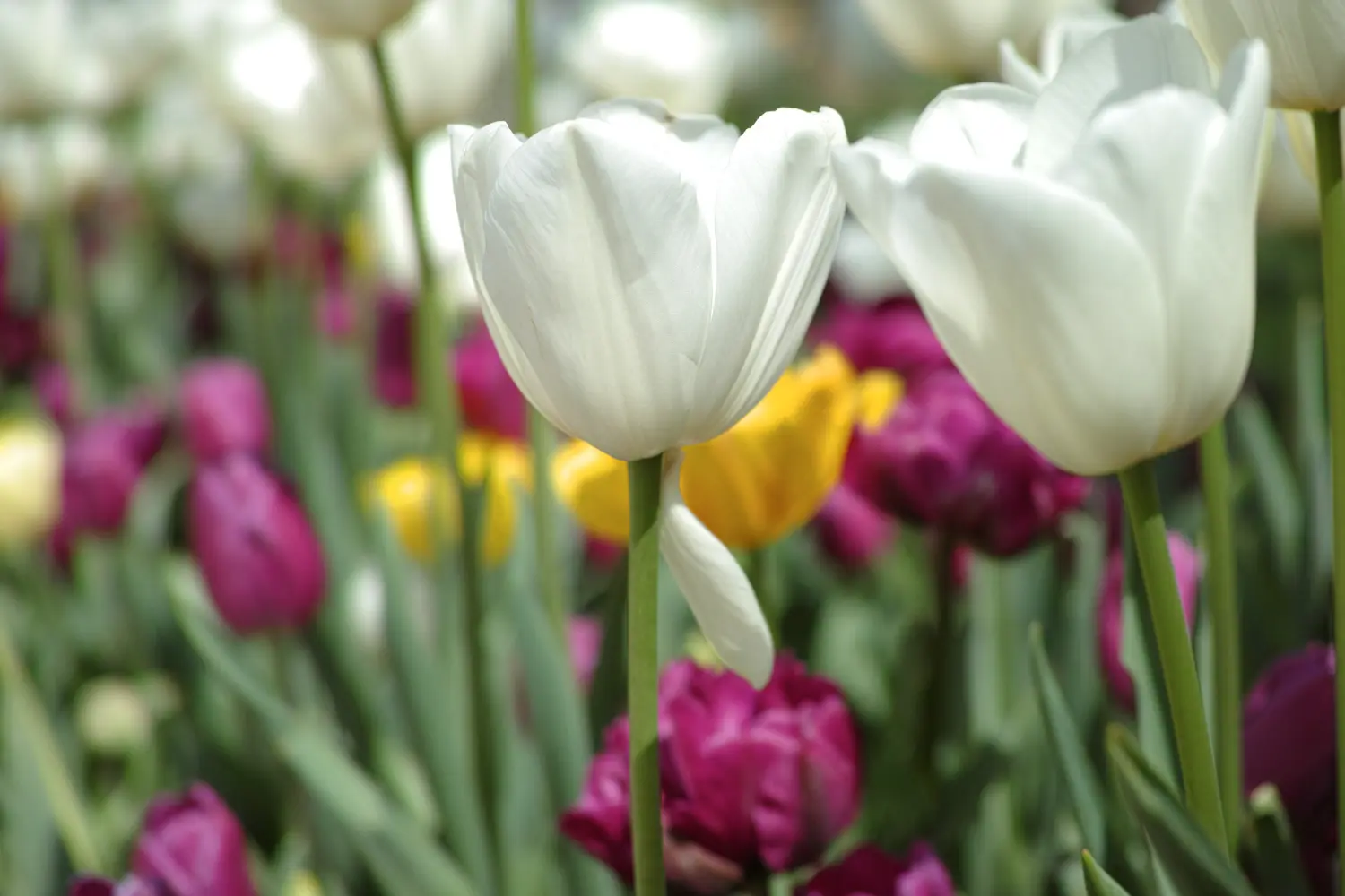alcuni tulipani colorati fioriti