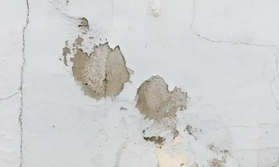 due macchie di muffa su un muro bianco