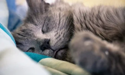 gatto dorme attaccato a macchine renali