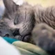 gatto dorme attaccato a macchine renali