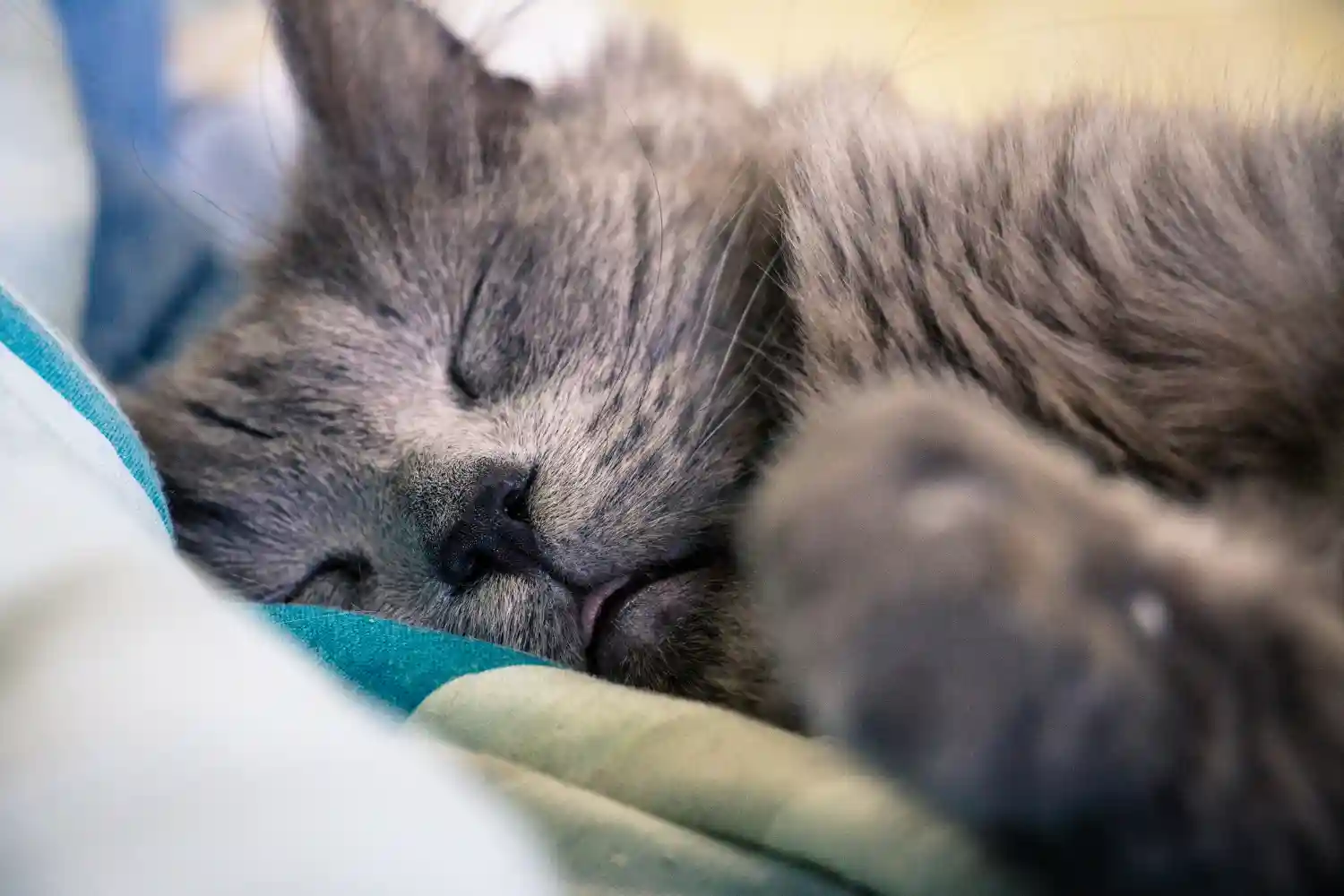 gatto dorme attaccato a macchine renali
