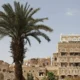 palme nella capitale sanaa dello yemen