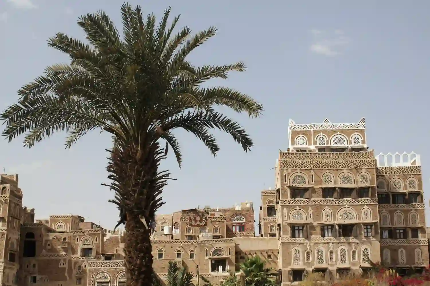palme nella capitale sanaa dello yemen