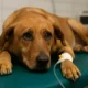 quanto vive un cane con piometra
