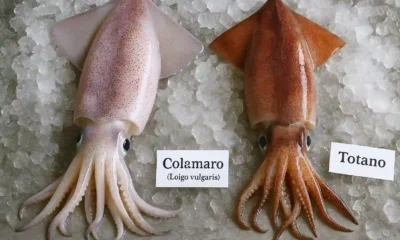 Differenza tra totani e calamari