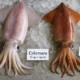 Differenza tra totani e calamari