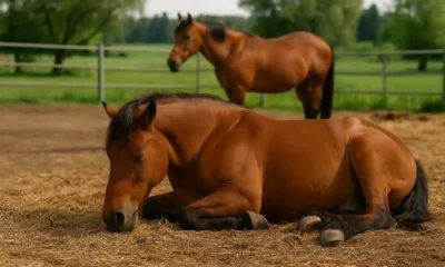 Come dormono i cavalli