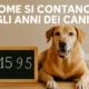 Come si contano gli anni dei cani