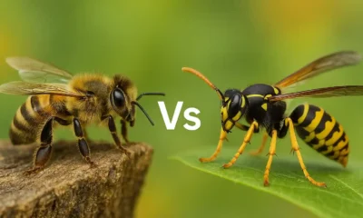 Differenza tra ape e vespa