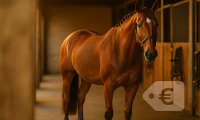 Quanto costano i cavalli