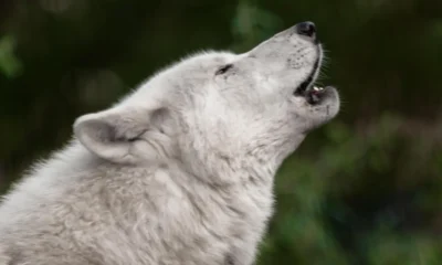 Perchè il cane ulula