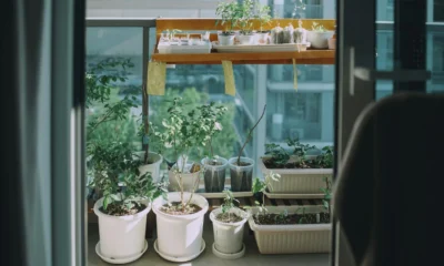 Fotografía de balcón con macetas y hierbas para ilustrar "cosa piantare sul balcone a giugno" en un artículo sobre cultivo estacional.