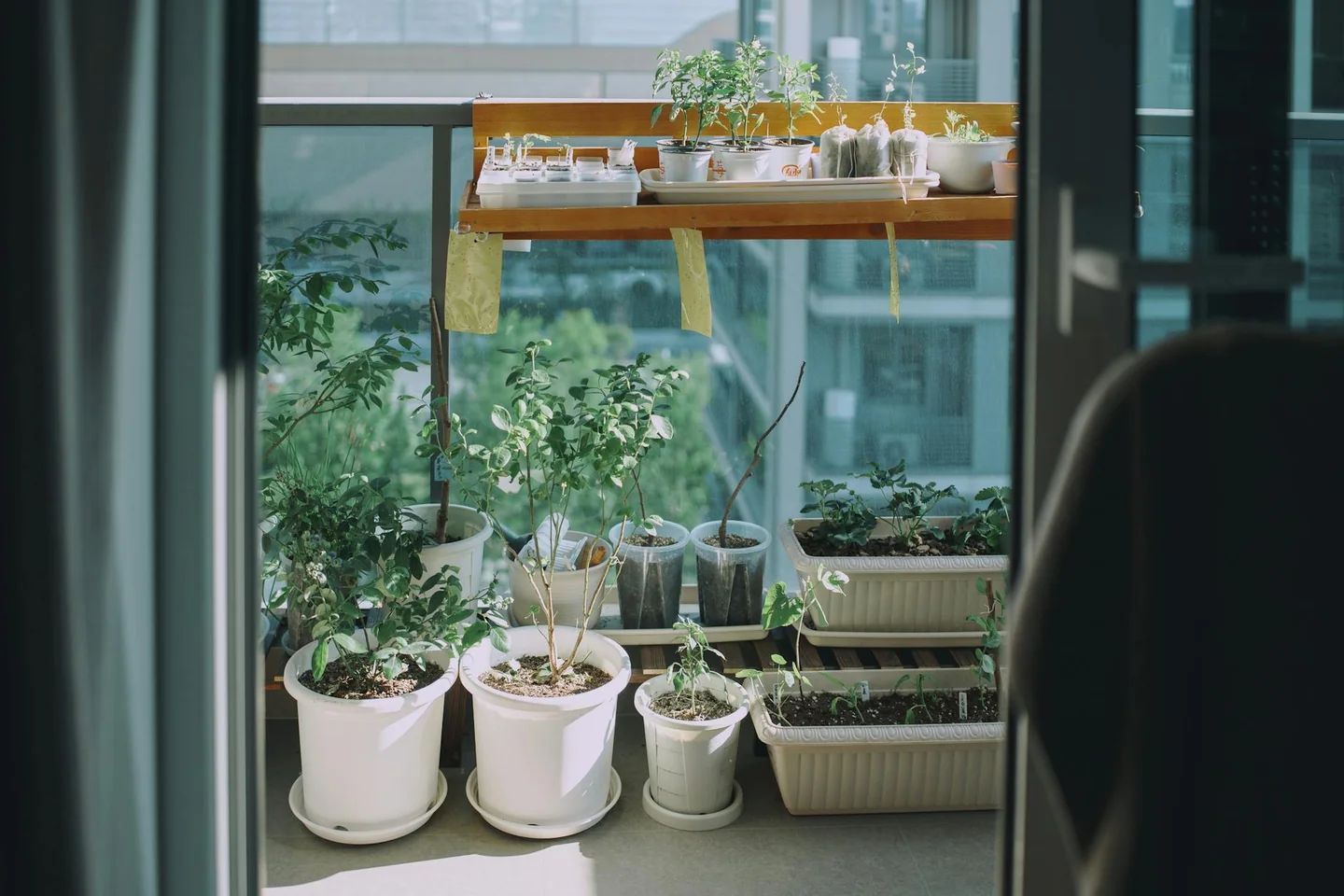 Fotografía de balcón con macetas y hierbas para ilustrar "cosa piantare sul balcone a giugno" en un artículo sobre cultivo estacional.