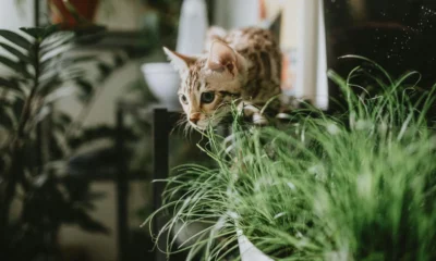 Gato cerca de una planta de interior relacionado con piante tossiche per gatti