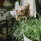 Gato cerca de una planta de interior relacionado con piante tossiche per gatti