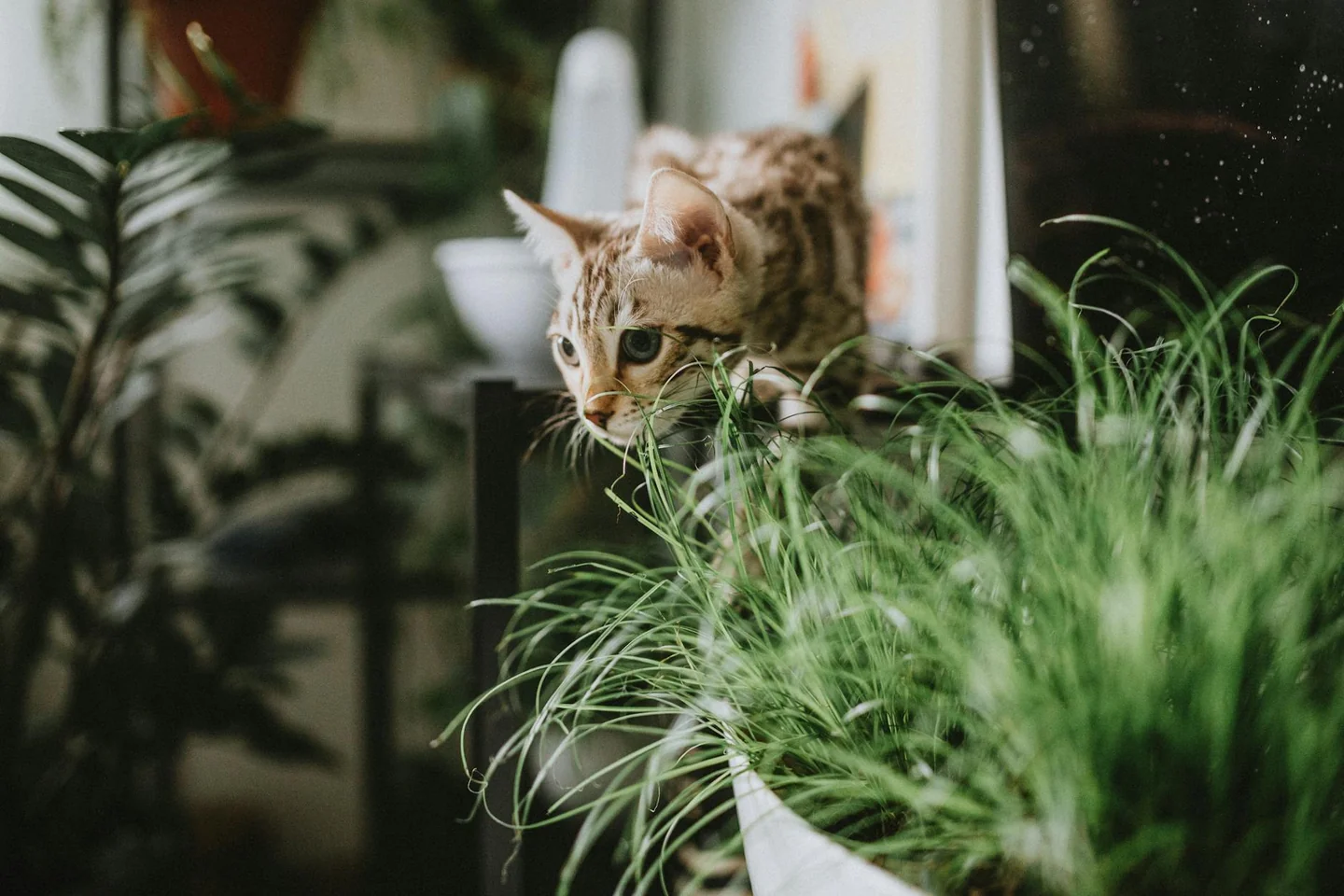 Gato cerca de una planta de interior relacionado con piante tossiche per gatti