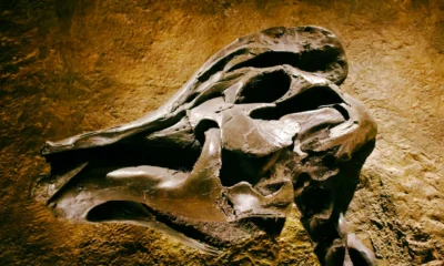 Fósil de dinosaurio para ilustrar "quando si sono estinti i dinosauri" y la reconstrucción de su extinción hace 66 millones de años.