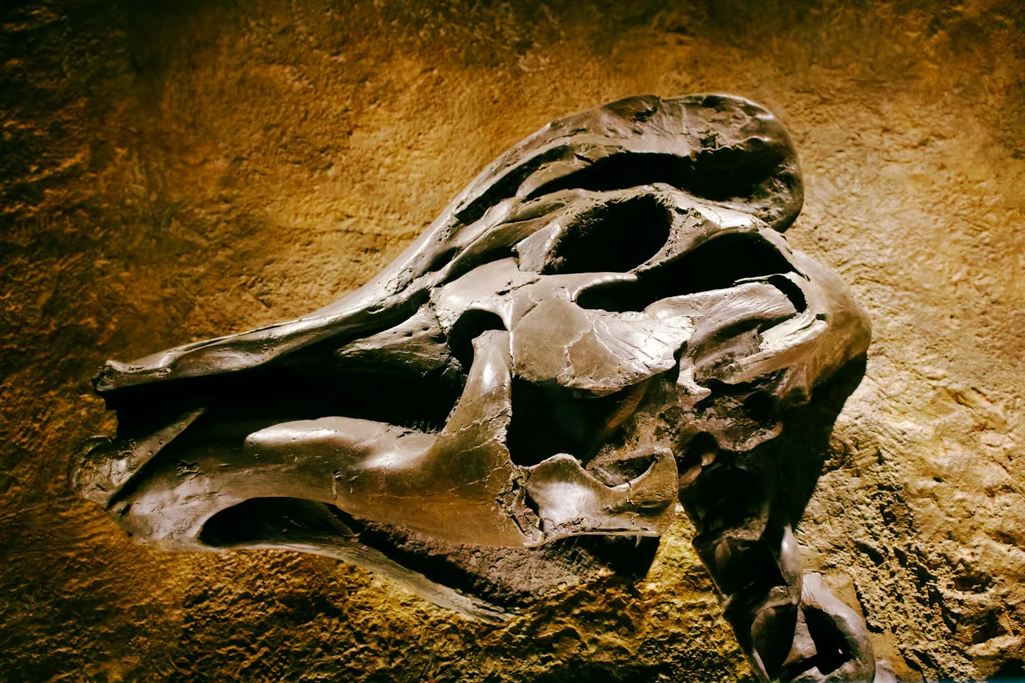 Fósil de dinosaurio para ilustrar "quando si sono estinti i dinosauri" y la reconstrucción de su extinción hace 66 millones de años.