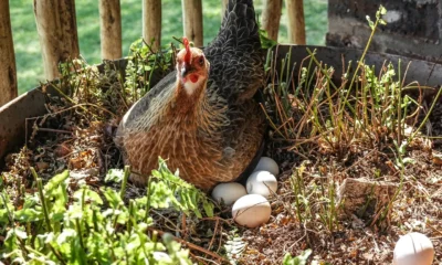 Imagen de una gallina ponedora que ayuda a ilustrar quante uova fa la gallina al giorno en un contexto de producción natural de huevos