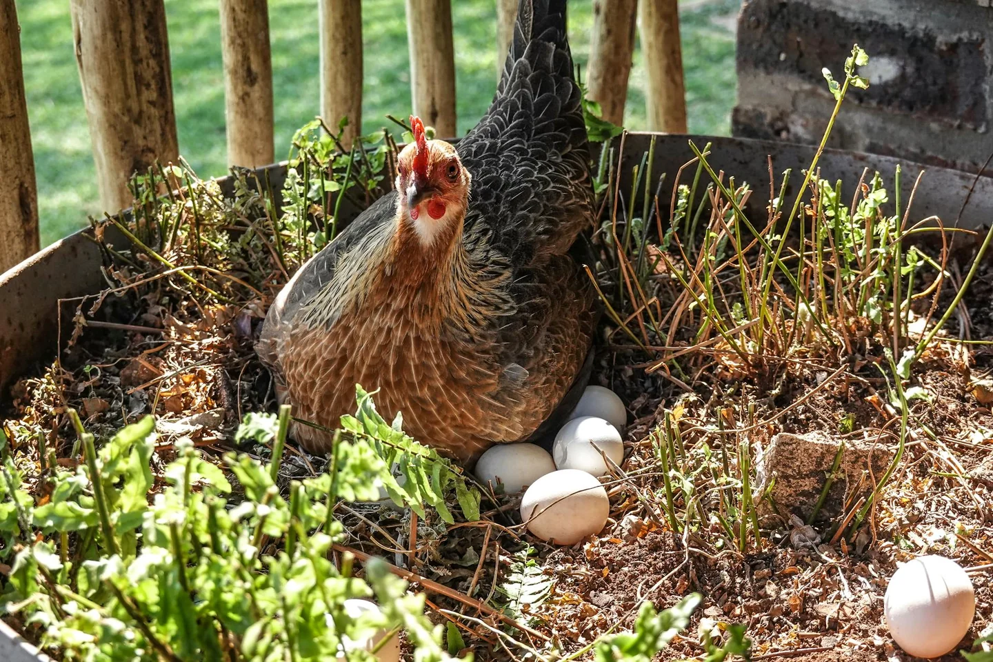 Imagen de una gallina ponedora que ayuda a ilustrar quante uova fa la gallina al giorno en un contexto de producción natural de huevos