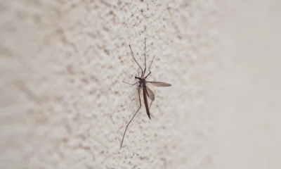 Imagen para explicar dove si nascondono le zanzare en una casa, con una zanzara posada en una cortina cerca de una ventana.