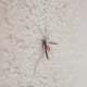 Imagen para explicar dove si nascondono le zanzare en una casa, con una zanzara posada en una cortina cerca de una ventana.