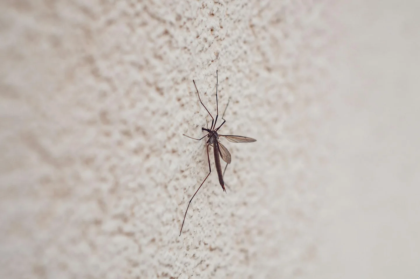 Imagen para explicar dove si nascondono le zanzare en una casa, con una zanzara posada en una cortina cerca de una ventana.