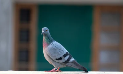 Imagen de un pigeon on balcony para ilustrar come allontanare i piccioni dai balconi en un artículo sobre soluciones eficaces para proteger terrazas y barandillas.