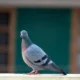 Imagen de un pigeon on balcony para ilustrar come allontanare i piccioni dai balconi en un artículo sobre soluciones eficaces para proteger terrazas y barandillas.