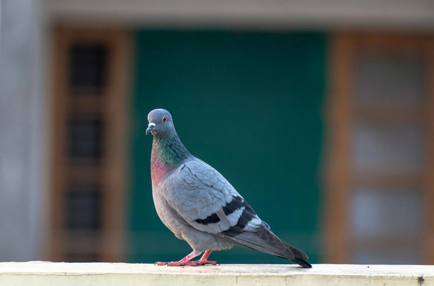 Imagen de un pigeon on balcony para ilustrar come allontanare i piccioni dai balconi en un artículo sobre soluciones eficaces para proteger terrazas y barandillas.