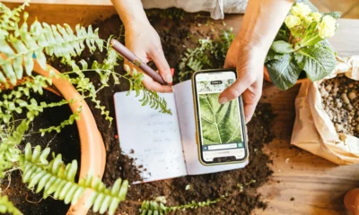 Persona usando una app riconoscere piante en el móvil para identificar una hoja en el exterior