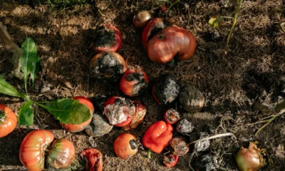 tomate con punta negra por marciume apicale para ilustrar perche i pomodori fanno la punta nera en un huerto