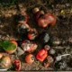 tomate con punta negra por marciume apicale para ilustrar perche i pomodori fanno la punta nera en un huerto