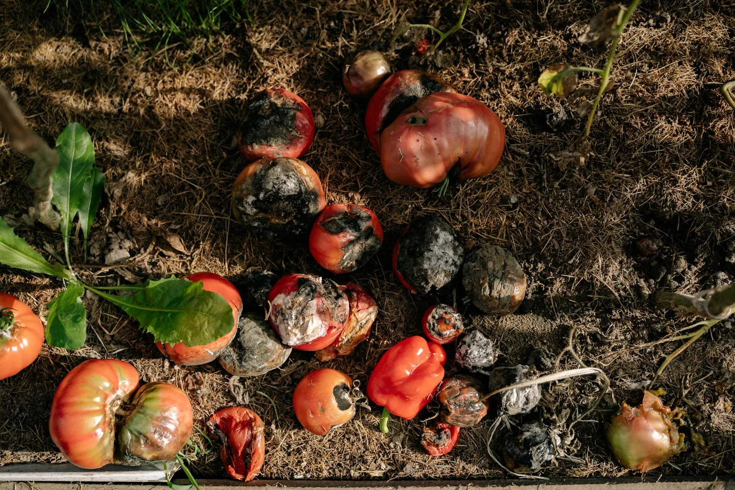 tomate con punta negra por marciume apicale para ilustrar perche i pomodori fanno la punta nera en un huerto