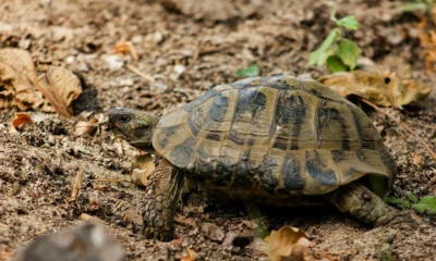 Una tortuga terrestre entre hojas secas, ideal para ilustrar quando vanno in letargo le tartarughe di terra