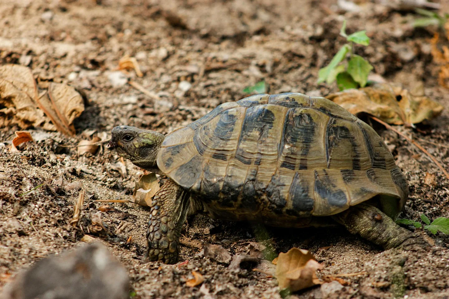 Una tortuga terrestre entre hojas secas, ideal para ilustrar quando vanno in letargo le tartarughe di terra