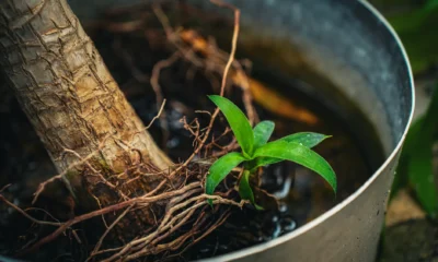 Persona revisando las raíces y el riego de una orchid durante una jornada de caldo, relacionado con annaffiare orchidee caldo.